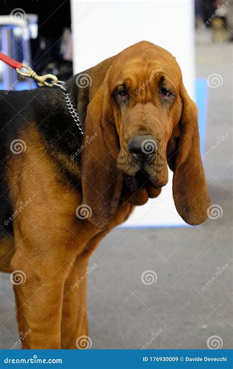 A Magnificent Specimen Of Bloodhound Dog Stock Image Image Of Traking