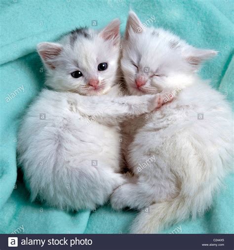 Cute White Kittens Sleeping Together Stock Photo Royalty