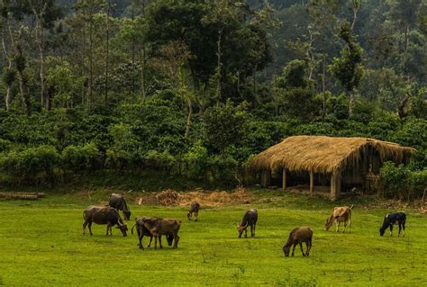 The Best Places To Visit In Coorg India