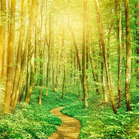 Best Path Through Sunny Beech Forest Stock Photos Pictures And Royalty