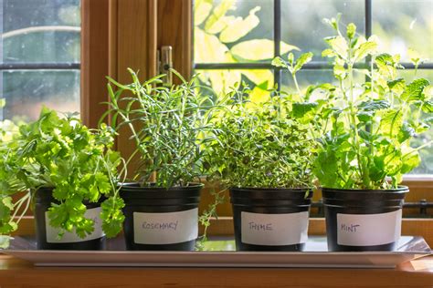 How To Grow Herbs Indoors This Winter 5 Perfect Herbs To Try Inside