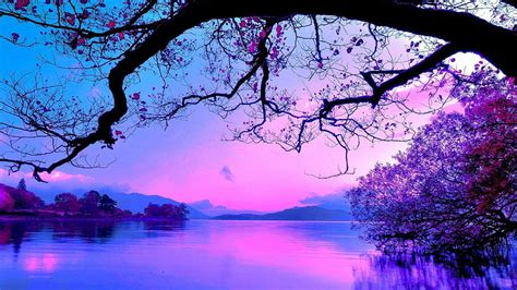 Hd Wallpaper Blue And Purple Sunset Tree Water Plant Beauty In
