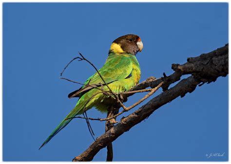 Australian Ringneck - 28_C8A9679w | Australian native birds, Australian birds, Australian parrots