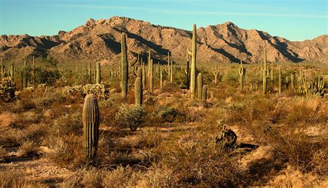 Protecting new mexico's prairie and desert grasslands means preserving a vast network of north america's best remaining wild places interspersed with traditional working farms and ranches. Mexico Desert | Desert Cacti in Mexico. Land of blue skies ...