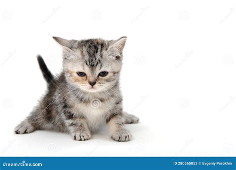 Fluffy Purebred Gray Kitten On A White Isolated Background Stock Image