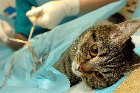 Castration Of Cats And Sterilization Of Cats