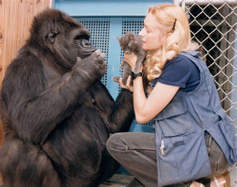 Koko The Gorilla Famous For Learning Sign Language Has Died Gizmodo Uk