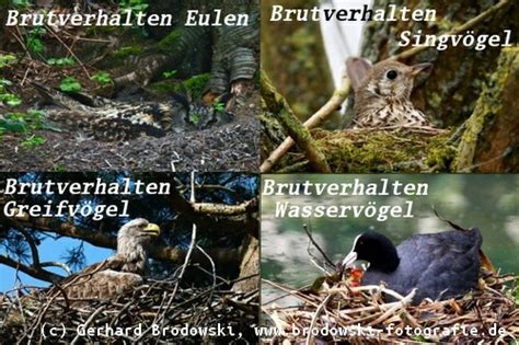 Im wildvogel forum forum im bereich vogel forum; Brutverhalten der Vögel - Liste zum Brutverhalten aller Vögel