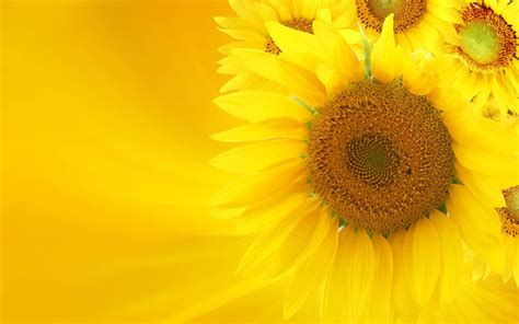 Bright Yellow Wallpaper Send Sunflowers Pictures And Wallpapers18