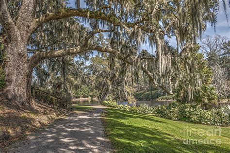 Limbs Dripping With Spanish Moss Photograph By Dale Powell