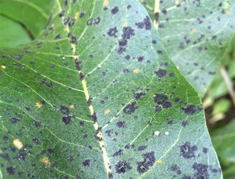 5 Causes Of Black Spots On Houseplant Leaves And Solutions Smart
