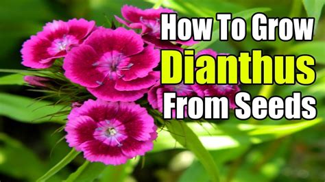 How To Grow Dianthus From Seeds Gardening Story Youtube
