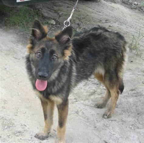 Rough collie german shepherd mix puppies. german shepherd border collie mix | Border Collie Dogs ...