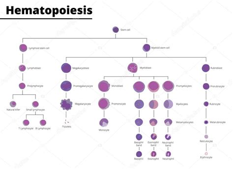 Diferenciación Hematopoyesis De Los Tipos De Células Sanguíneas