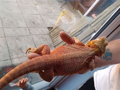 Hypo Translucent Red Bearded Dragon Female Ukpets