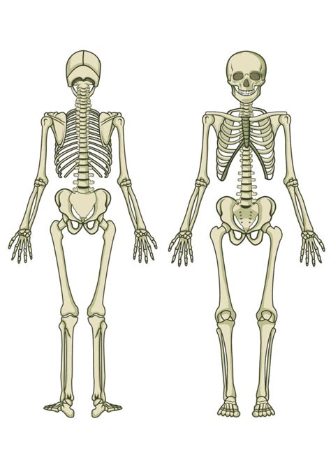 Skeleton Diagram Printable Pictures Human Skeleton Diagram Blank