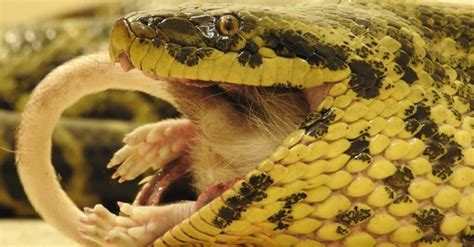 What Do Anacondas Eat A Guide To Their Diet A Z Animals