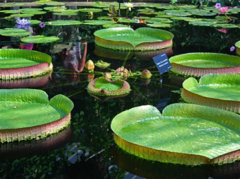 How To Grow And Care For An Amazon Water Lily World Of Flowering Plants