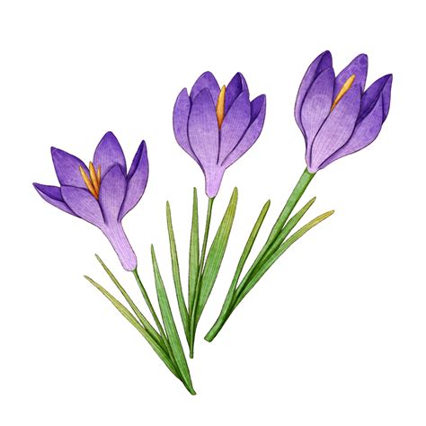 Saffron Watercolor Png Transparent Saffron Purple Watercolor Saffron