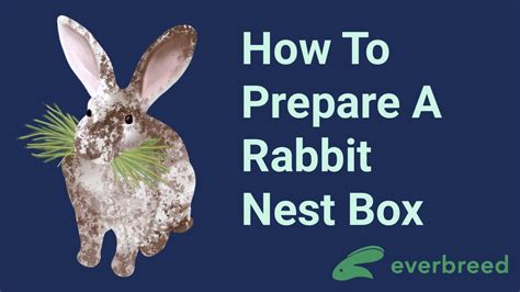 How To Prepare A Rabbit Nest Box Everbreed