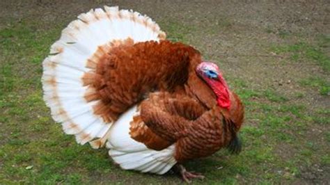 turkey gobble 🦃 funny turkeys gobbling videos gobble gobble 😂 youtube