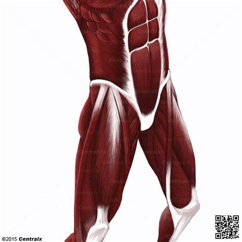 Groin Muscle Anatomy How We Fixed A Chronic Groin Strain Get