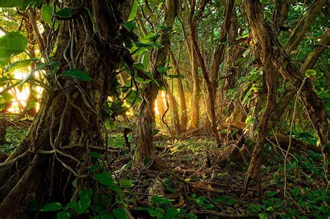 Download Rainforest Vine Tree Forest Nature Jungle Hd Wallpaper