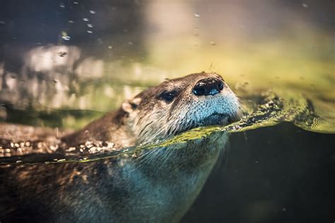 Tải Download Hình Nền Con Rái Cá Biển Sea Otter 4k Ultra Full Hd