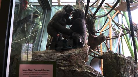 Lincoln Park Zoo Gorillas Never Disappoint Youtube