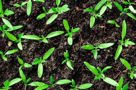 Starting a Vegetable Garden From Seeds or Seedlings