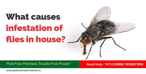 What Causes Infestation Of Flies In House Pest Control Services Inc