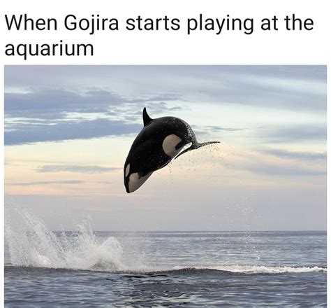 sorry there has probably been enough whale memes here r gojira