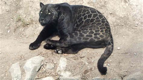 Jaguar Facts Panthera Onca