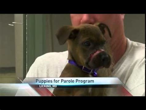 Adair county humane society, along with other animal shelters and animal advocate groups statewide partner with missouri department of corrections to offer puppies for parole. PUPPIES FOR PAROLE PROGRAM A SUCCESS IN LICKING PRISON - YouTube