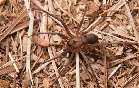 Dangerous Spiders Faqs About Dangerous Spiders