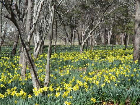 Parsons Reserve Daffodil Field Dartmouth Natural Resources Trust DNRT