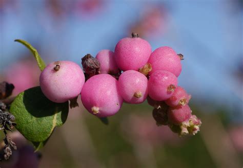 Pink Berries Pink Snowberry Symphoricarpos Microphyllus Flickr