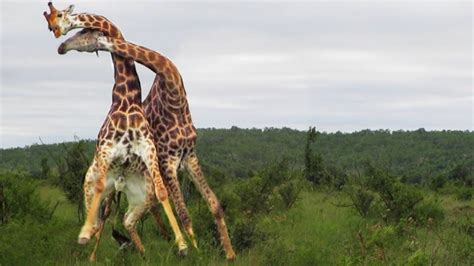 Two Giraffe Bulls Fighting With Their Necks Rare Sight Viral Zone 24