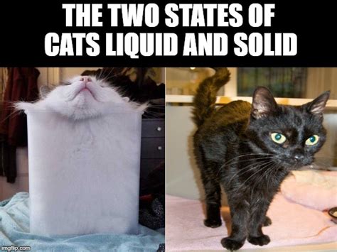 The Two States Of Cats Imgflip