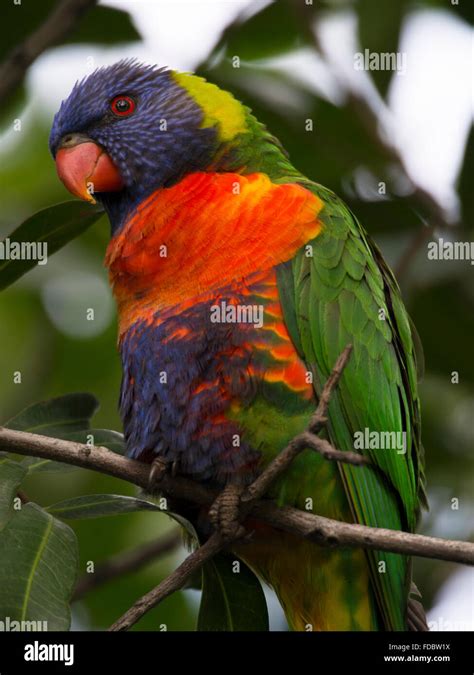 Rainbow Lorikeet Bird Stock Photo Alamy