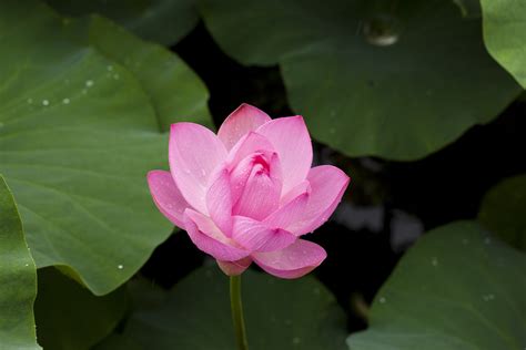 Pink Lotus Flower In Bloom Close Up Photography · Free Stock Photo