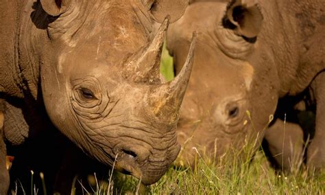 Todo Lo Que Debes Saber Sobre Los Rinocerontes Historias Descubre WWF