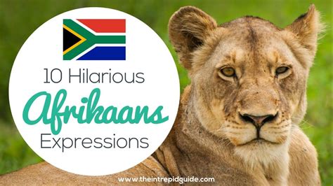 Learn Afrikaans 10 Hilarious Afrikaans Expressions Afrikaans Idioms