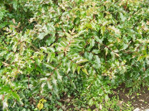 Mahonia Aquifolium Compactum Dwarf Oregon Grapeholly On