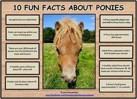 Worksheets For Facts About Horses