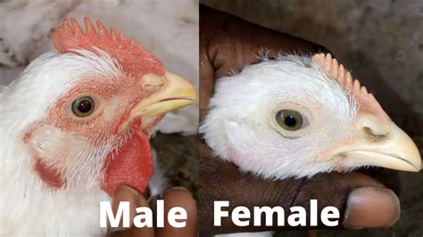 chicken male female difference gender b w male female chicks youtube