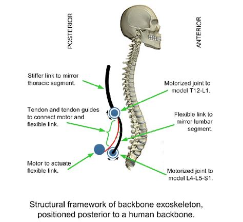 30 facts about the ear for kids. Concept sketch of proposed backbone exoskeleton ...