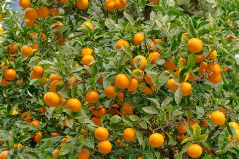 From Root to Fruit: How to Care for a Valencia Orange Tree - US Citrus