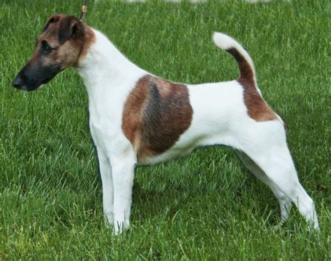 Smooth Fox Terrier Puppies Rescue Pictures Information