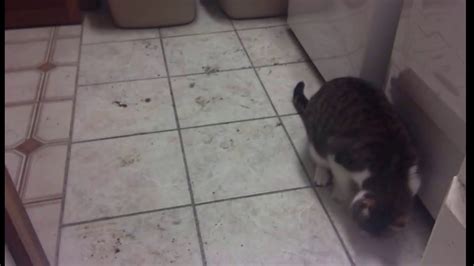 Cat Poops On The Floor Youtube